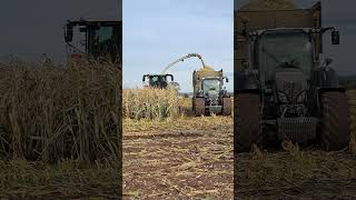 MAIZE HARVEST with Black Fendt 724 and Claas 980 Forager [upl. by Genvieve286]