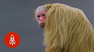 RedFaced Hairless and Handsome Meet the Bald Uakari Monkey [upl. by Rickard]