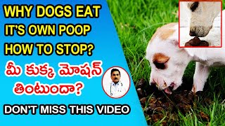 How To Stop Dogs From Eating Poop potty  Coprophagia in Dogs how to stop dogs eats own faeces [upl. by Piks]