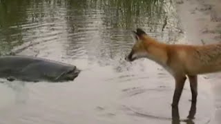 CATFISH VS FOX by Catfish World [upl. by Lohrman7]