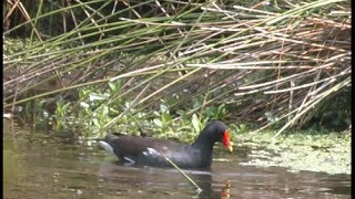 Gallinule poule deau  Common Gallinule MoorhenTeichuhun Gallinula chloropus [upl. by Falk]