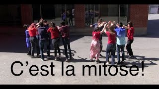 Cest la mitose cover Alors on danse [upl. by Karwan312]