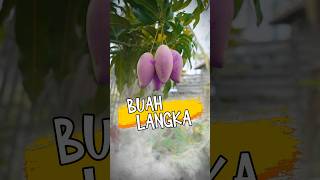 Buah Langka 🥭 [upl. by Hubing867]