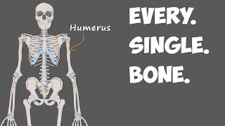 Every Bone in the Human Body [upl. by Corina]