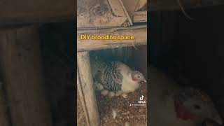 Easy DIY Poultry Brooder shorts chicken brooder [upl. by Eugirne829]