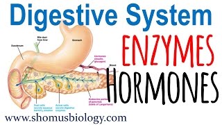 Digestive enzymes and hormones [upl. by Lamaaj]