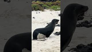 Chinese Hat Island Galapagos [upl. by Ettennek]