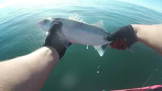 Mackerel On Bait Chunky Bass And My First Squid Landed [upl. by Christabel663]