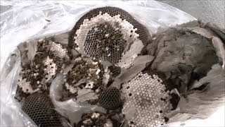 How To Safely Remove A Wasp Nest [upl. by Weintrob]