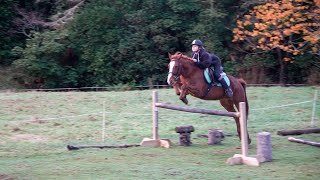 Jumping our Kaimanawa Pony Bear  Wildwood New Zealand [upl. by Hayimas]