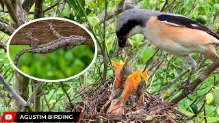 Fresh meat for the young chicks  Long tailed shrike [upl. by Ellerud]