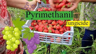 Pyrimethanil Mode of Action Formulation and Uses  Fungicide Chemistry Explained [upl. by Acina]