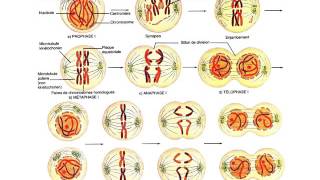 GENETIQUE Cytogénétique [upl. by Naryk]