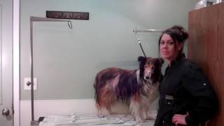 Cushings Disease in Pets [upl. by Reffotsirhc369]