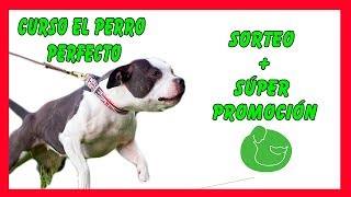 SORTEOPROMOCIÓN CURSO ADIESTRAMIENTO CANINO para ENSEÑARLE a NO TIRAR de la CORREA [upl. by Cooley261]