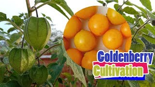 How To Grow Physalis Golden Berry [upl. by Kinsman992]