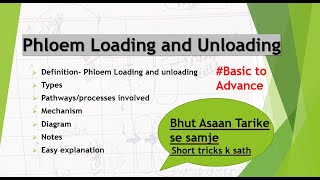 Phloem Loading and Unloading TypesMechanismDiagram Process Hindi and english Easy explanation [upl. by Yelhsa22]