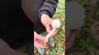 The Wood Mushroom Agaricus silvicola wildfoodforaging wildmushrooms foraging wildfooduk [upl. by Yanaton878]