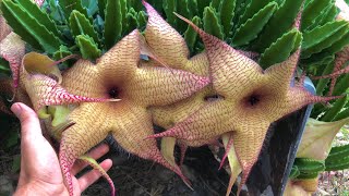 Stapelia gigantea CUIDADOS BÁSICOS de la PLANTA CADAVER [upl. by Sirrah523]