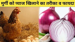 मुर्गी को प्याज खिलाने का तरीका व फायदा desi murgi ko pyaj kese khilay  desi poultry farm [upl. by Alfred297]