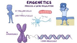 Epigenetics  The Key to Understanding Disease Development 5 Minutes [upl. by Dehlia754]