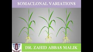 Somaclonal variation in Plants Without invitro SelectionInvitro Selection Urdu Hindi English [upl. by Eadnus]