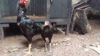 Burma Roosters Fighting  Shamo Roosters Fighting Chicks  O Shamo Ft Burmese [upl. by Leksehcey]