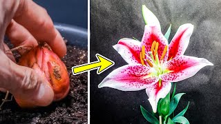 Lily Flower Plant Growing Time Lapse  Bulb To Blooms 95 Days [upl. by Areek]