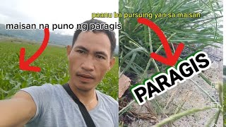 mais na hinagupit ng bagyo muling babangonpaanu ba sugpuin ang damong paragis sa maisan [upl. by Riebling]