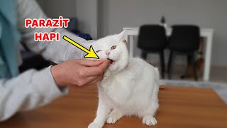 KEDİLER İÇİN EVDE İÇDIŞ PARAZİT UYGULAMASI 1 Yıllık Aşılarını Toplu Aldık [upl. by Brag246]