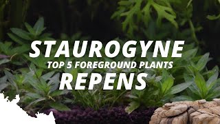 staurogyne repensWhat are the most popular foreground plants  Part 3  5 [upl. by Notyalc]