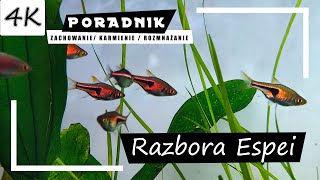 Razbora ESPEI  Kompletny Poradnik 4K [upl. by Demahum765]