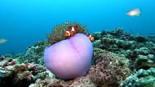 Clownfish and Sea Anemone  Gopro Underwater Video [upl. by Grania549]