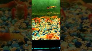 Fish Room Sneak Peak aquarium freshwater guppy shrimp crayfish angelfish snail [upl. by Atsev]