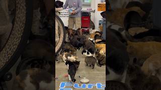 Morning treat fest 😻 cat catlover spayandneuter love [upl. by Aschim]