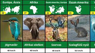 Állati Rekordok A sebesség biológiai határai  A leggyorsabb állatok összehasonlítása [upl. by Dnalor312]