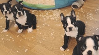 Boston Terrier Puppies  Week 6 [upl. by Wilkey228]