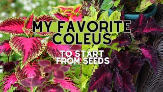 My Top 7 COLEUS Varieties to Grow from Seeds 🌸🌼 Sowing Coleus Seeds [upl. by Arza]