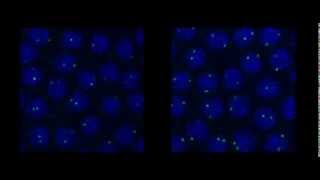 Single molecule fluorescent in situ hybridization in Drosophila embryos [upl. by Azriel]