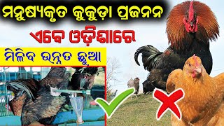 ମନୁଷ୍ୟକୃତ କୁକୁଡ଼ା ପ୍ରଜନନ । How to do artificial insemination [upl. by Antipus]