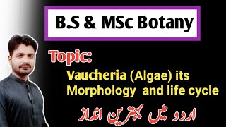 Vaucheria Algae its morphology and Life Cycle BS and MSc Botany [upl. by Nevaeh]