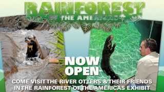 Amazing Otters of the Rainforest of the Americas [upl. by Chatterjee]