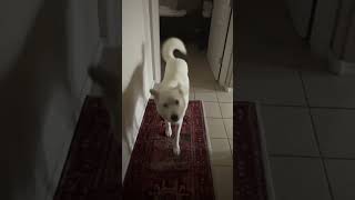 Husky mad at owner for going to work [upl. by Ynnavoig]