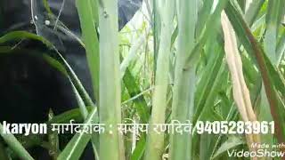 KARYON ORGANIC sugarcane result  9405283962 [upl. by Oona]