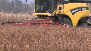 Soja Dreschen im Oktober mit NEW HOLLAND CX 780 in der Südlichen Steiermark mit viel Staub dazu [upl. by Coltson186]