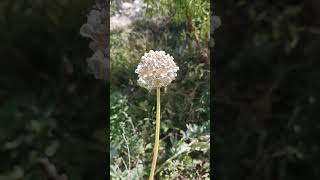 onion sowing to harvest stage viralvideo onion organic viralvideo villagelife seeds shorts [upl. by Leryt500]