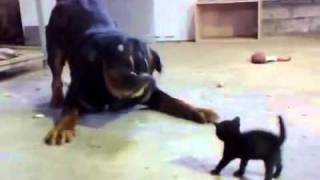 Gatinho enfrentando o Rottweiler [upl. by Rimidalg]