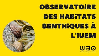 Observatoire des habitats benthiques à lIUEM [upl. by Sidonius]