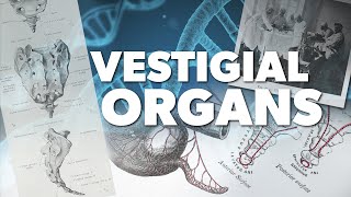 Vestigial Organs  Proof for God [upl. by Giorgi578]