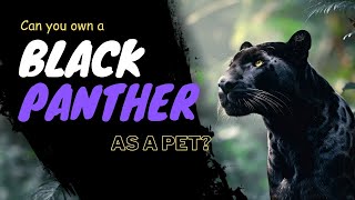 Can you own a black panther as a pet blackpanther [upl. by Eicarg513]